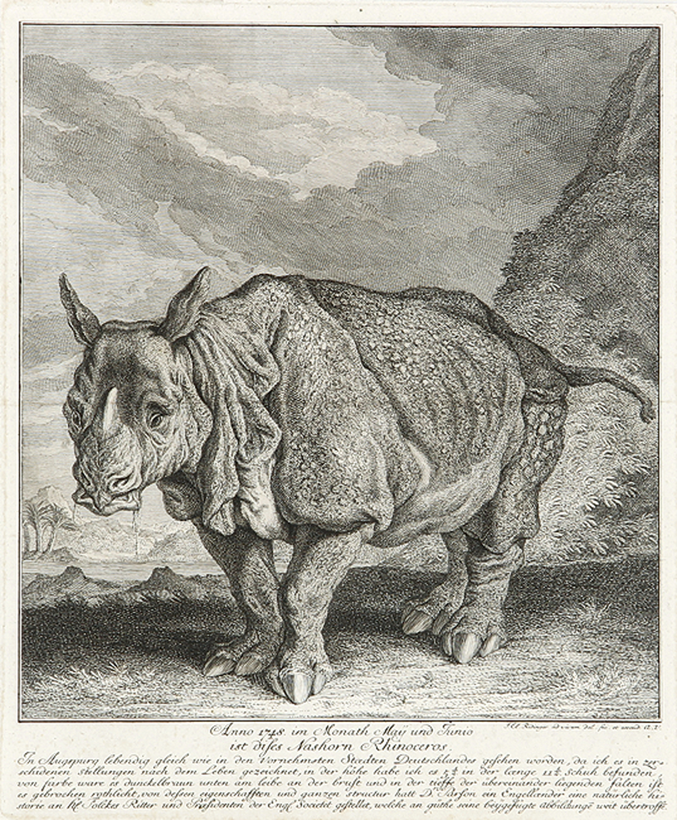 Anno 1748 im Monath May und Junio ist dieses Nashorn Rhinoceros in Augspurg...