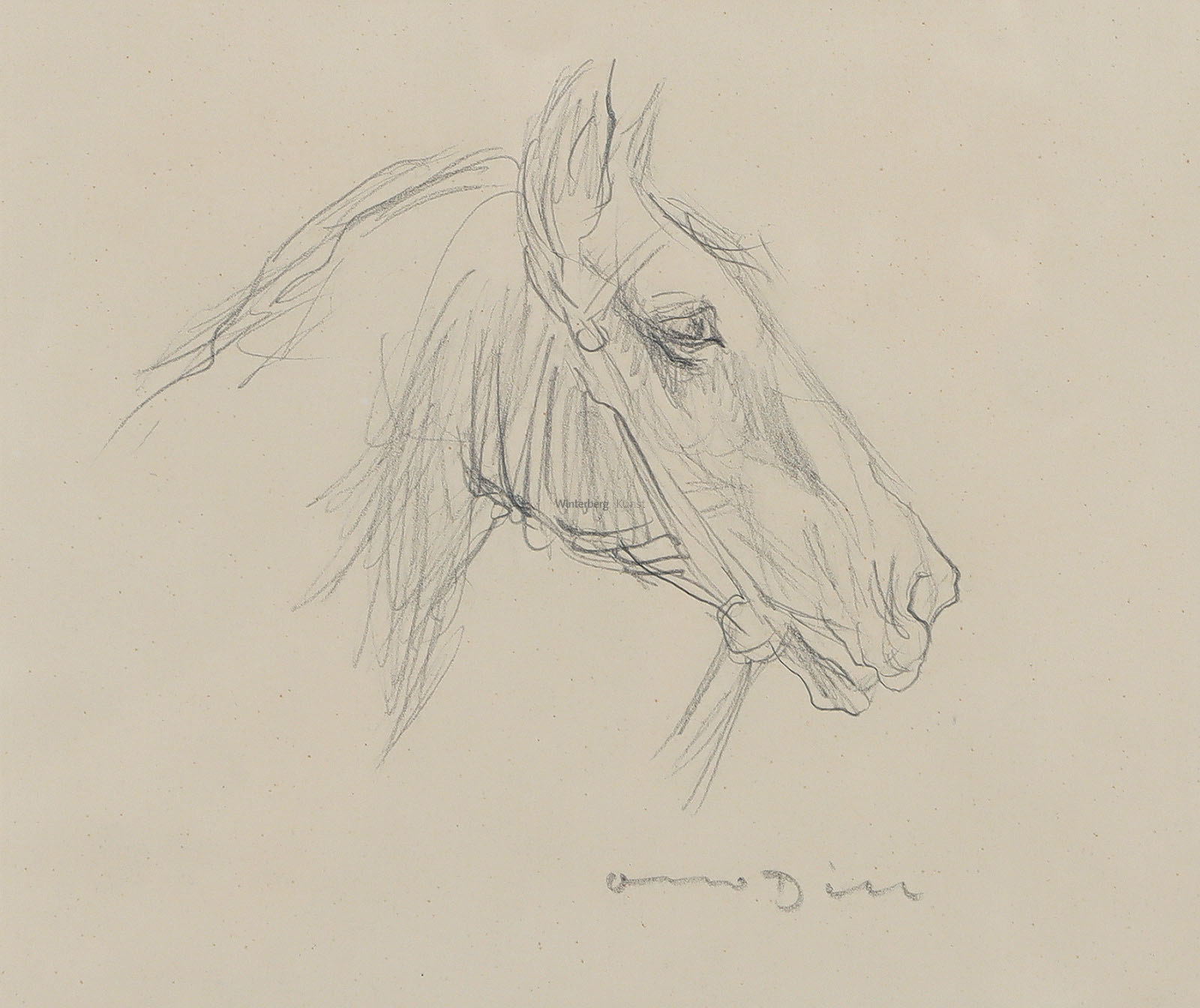 Pferdekopf nach rechts.