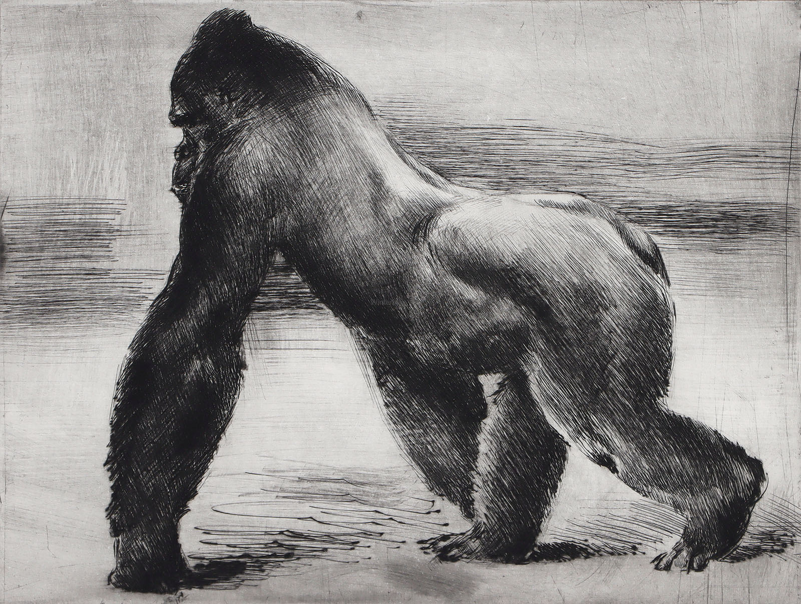 Nach links schreitender Gorilla.