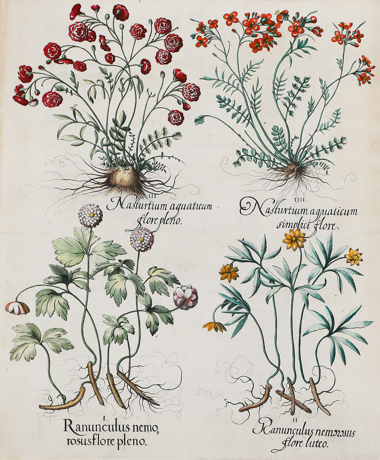 Ranunculus nemo…; Ranunculus…flore luteo; Nasturtium aquaticum flore pleno; Nasturtium aquaticum simplici flore.