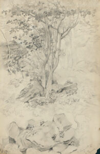 Felsige Baumlandschaft.