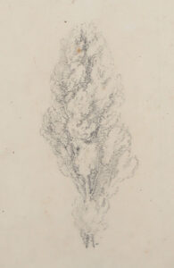 Baumstudien: Pappel – Baumkrone.