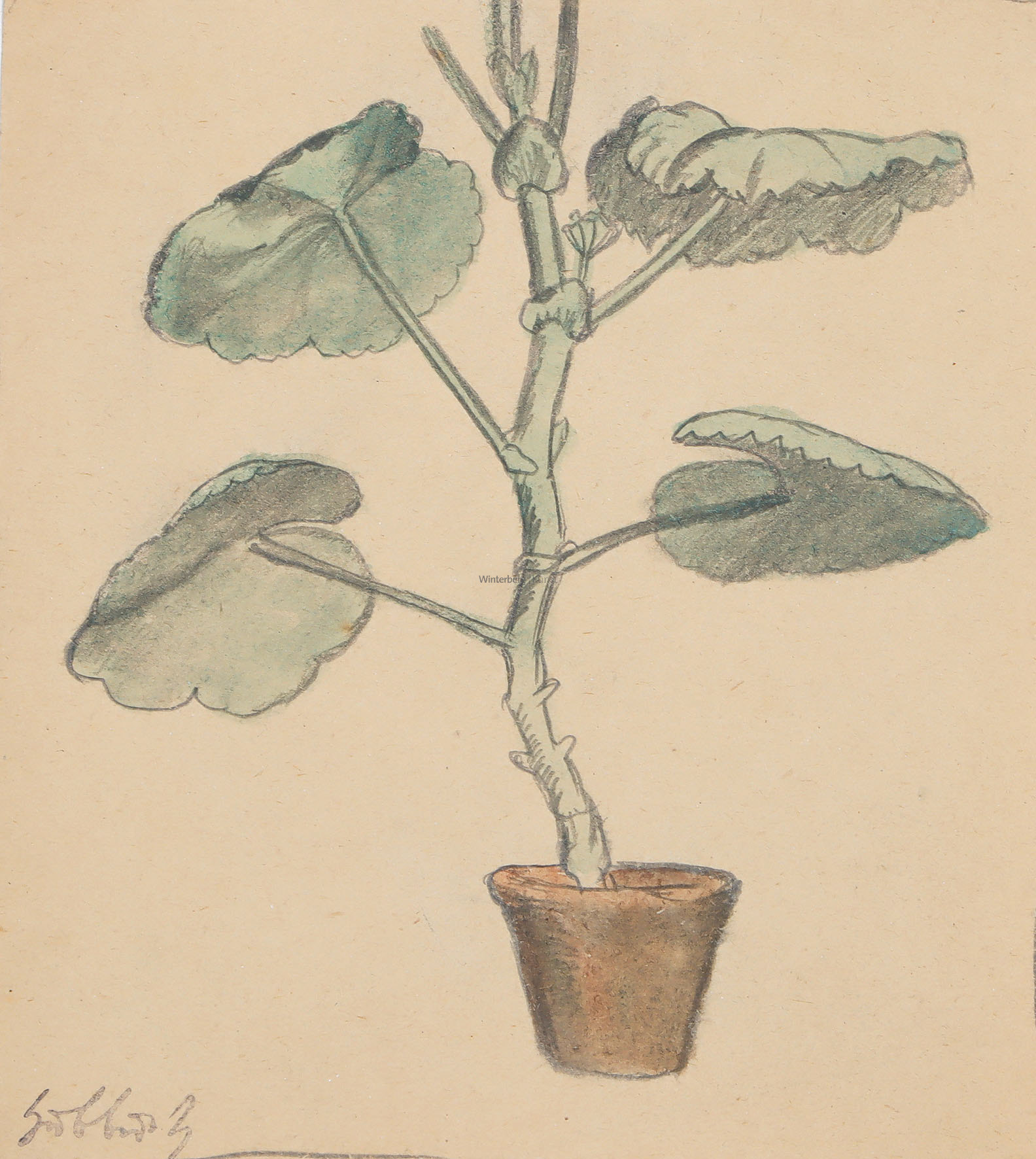 Blumentopf mit Geranie.