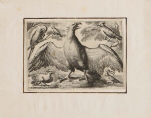 Eulen, Greifvögel, Fasane, Schwäne u.a. heimische Vögel.