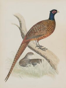 Morris, Beverly R.; British Game Birds and Wildfowl.