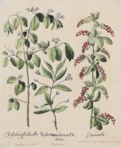 Xylosteon alterum Dodonei; Xylostium floribus albis; Oxyacantha.